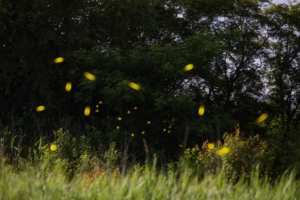 Brooklyn fireflies