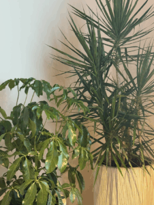 The Shop BK Soft Opening